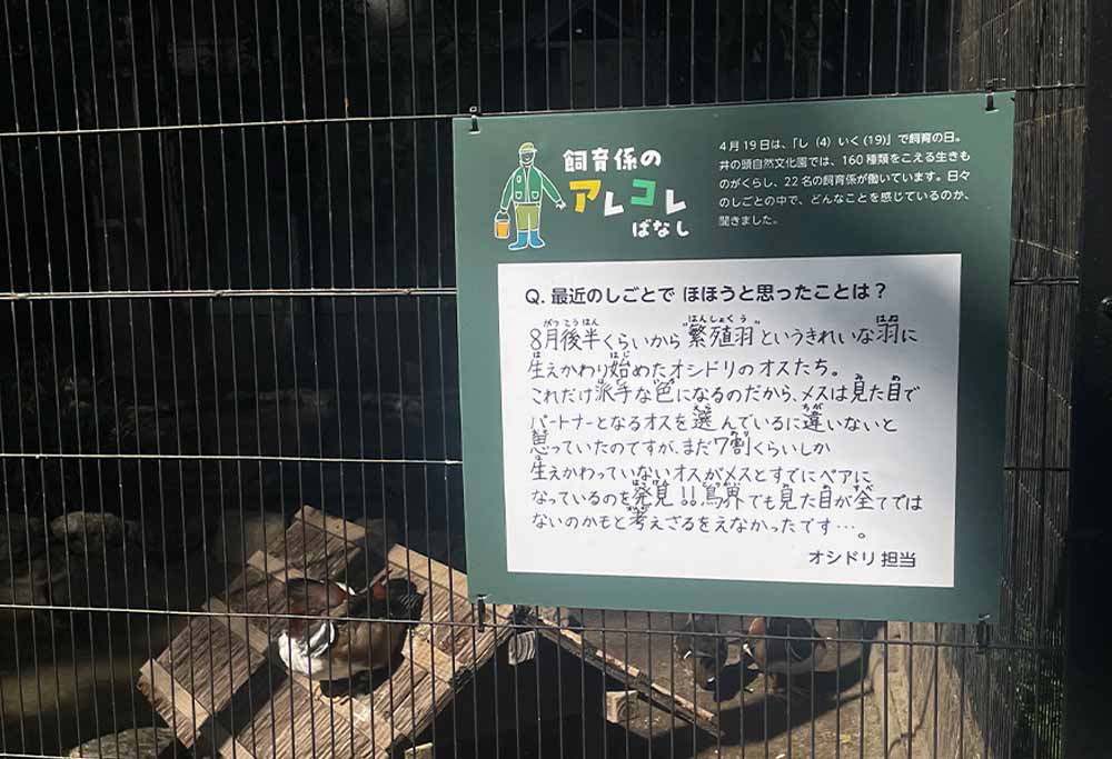 オシドリ担当コメント写真