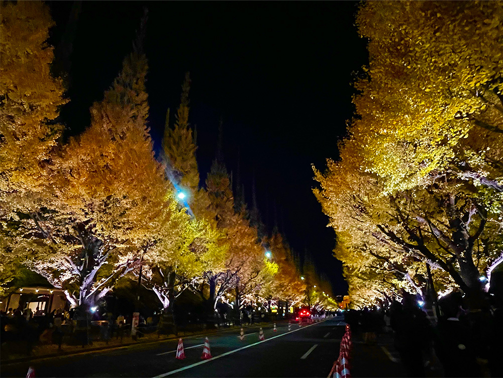 明治神宮外苑の銀杏の写真